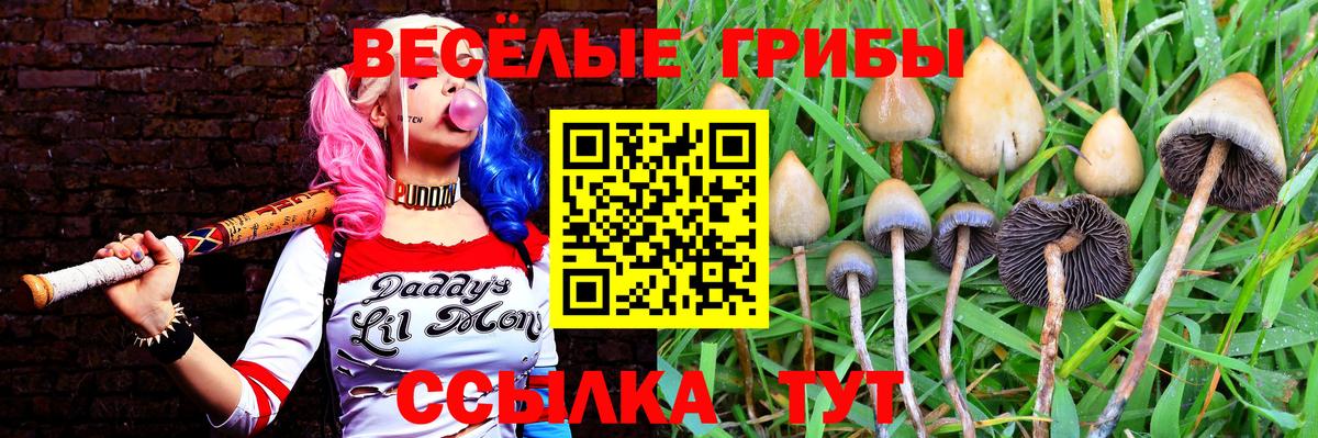 Менделеевск  Псилоцибиновые грибы Cubensis  Вход с VPN 