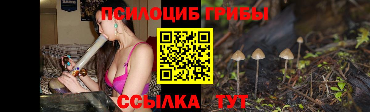Псилоцибиновые грибы Psilocybe Менделеевск
